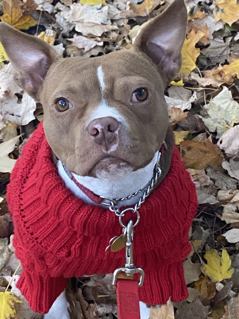 A dog in a red sweater sitting on autumn leaves.