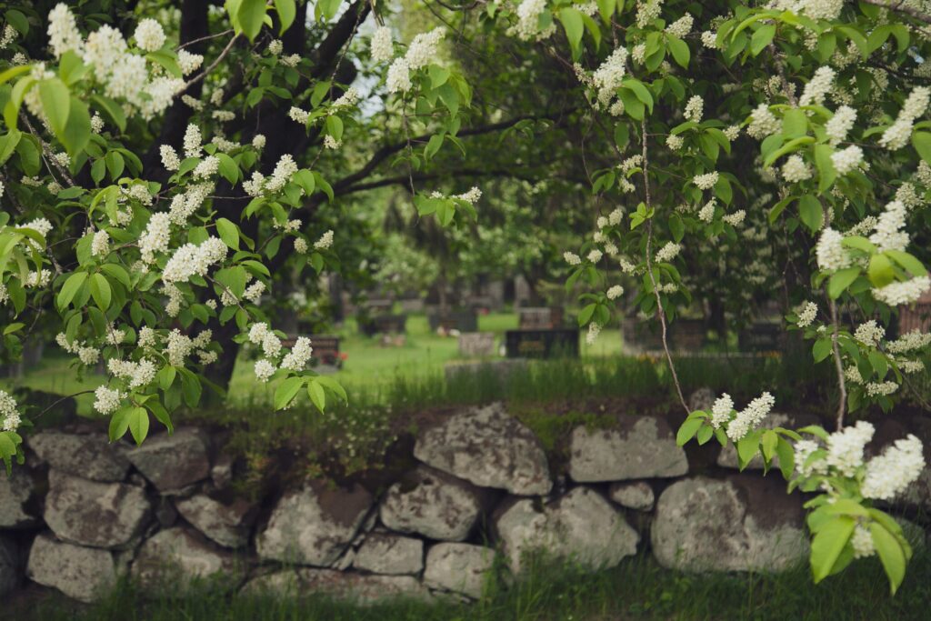 A view over an old stone fence into a cemetary, framed by an abundance of trees in full leaf.